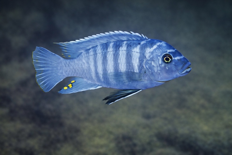 Maylandia xanstomachus 'Maleri Island'